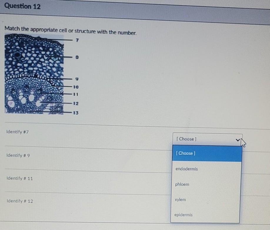 Solved Question 12 Match the appropriate cell or structure | Chegg.com