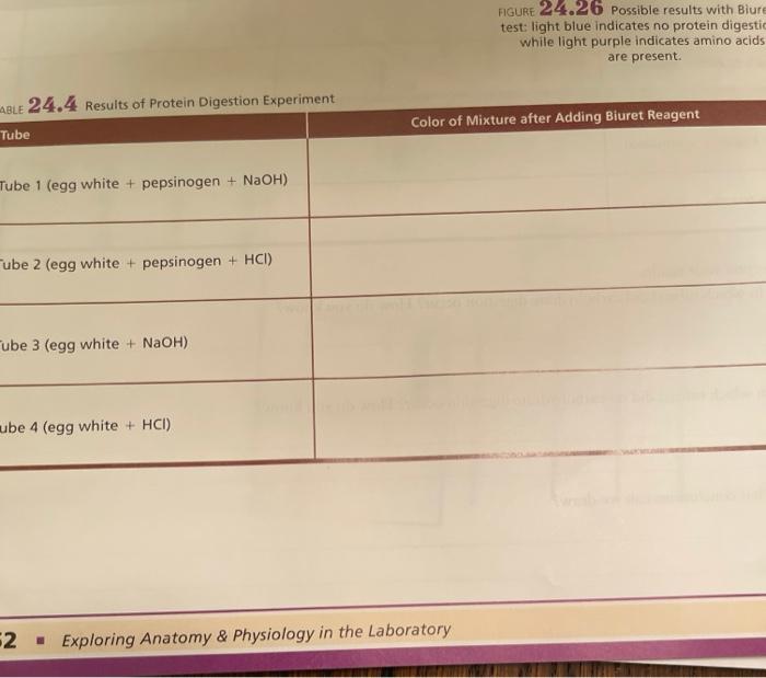 Solved FIGURE 24.26 Possible results with Biure test light