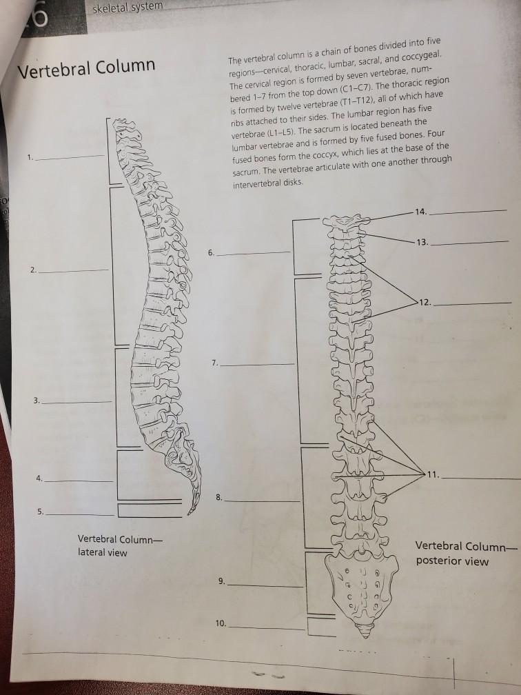 skeletal system vertebrae and vertebral column