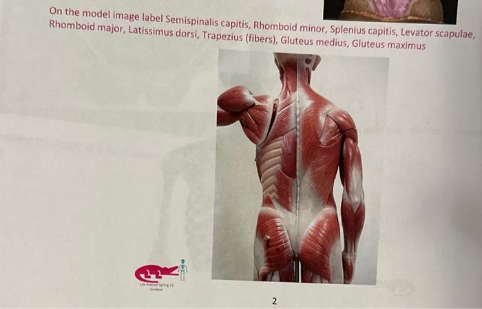 Solved On the model image label Semispinalis capitis, | Chegg.com