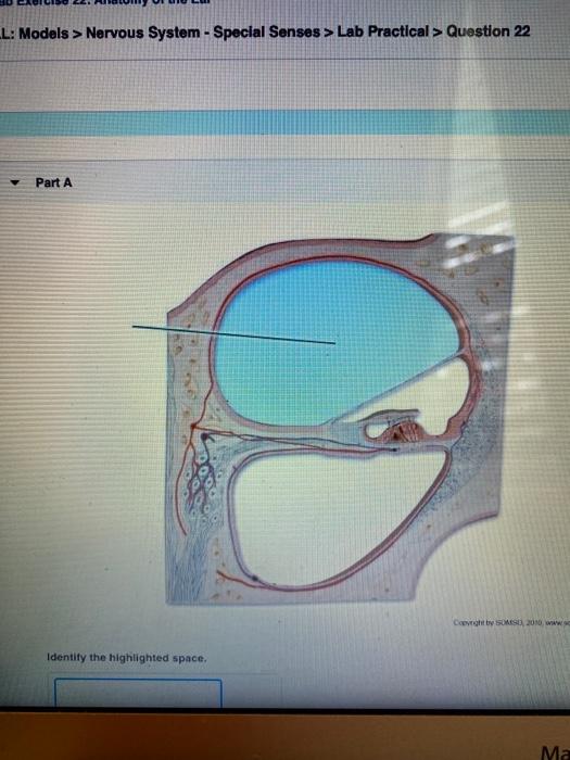 Solved L: Models > Nervous System - Special Senses > Lab | Chegg.com