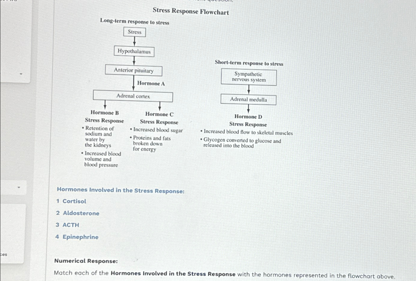 Solved Stress Response FlowchartLong-term response to | Chegg.com