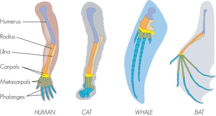 Solved Explain using the image above why organisms as | Chegg.com