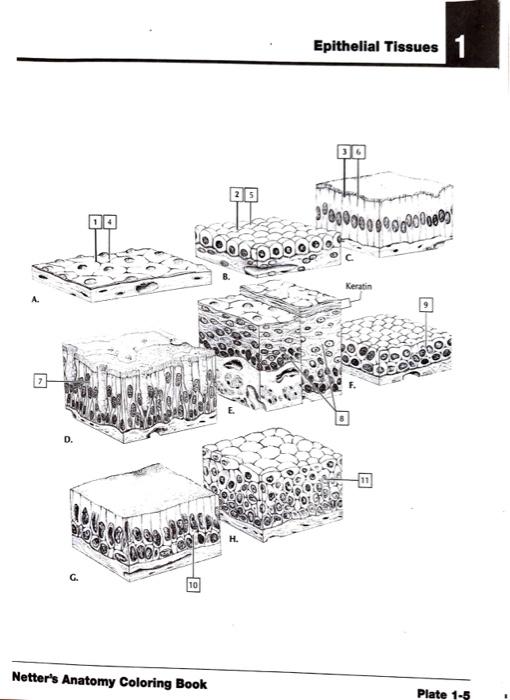 coloring shape epithelial tissue