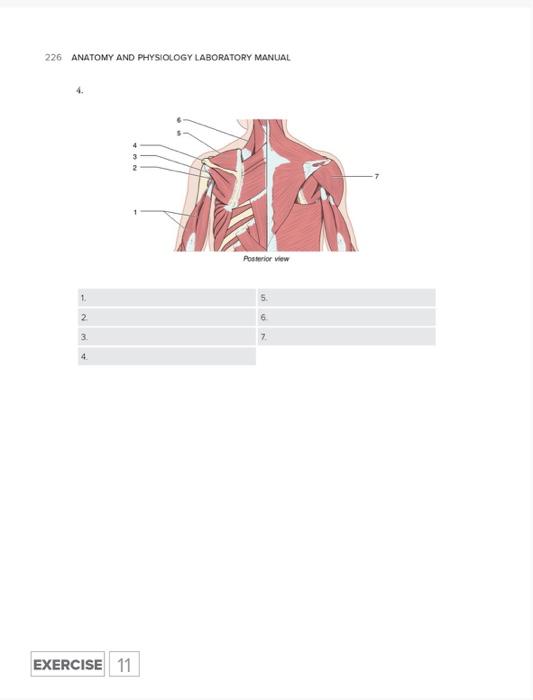 Solved 226 ANATOMY AND PHYSIOLOGY LABORATORY MANUAL