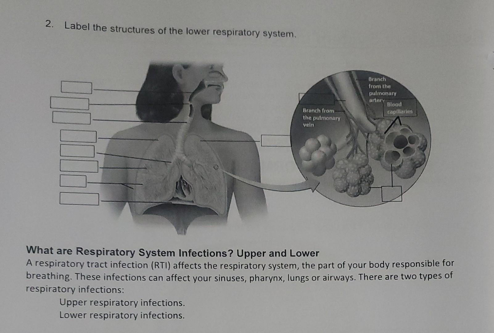 Solved 2. Label the structures of the lower respiratory | Chegg.com