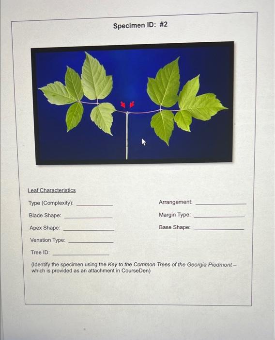 Specimen ID: #2
Leaf Characteristics
Type (Complexity):
Arrangement:
Blade Shape:
Margin Type:
Apex Shape:
Base Shape:
Venati