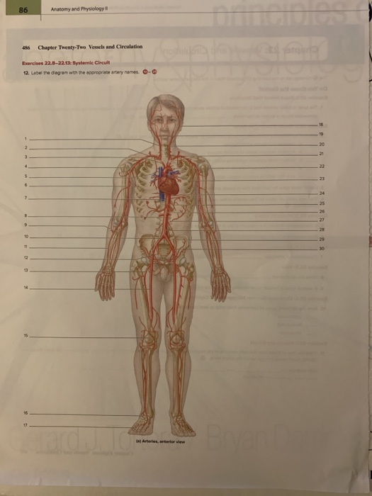 Solved 86 Anatomy and Physiology 456 Chapter Twenty-Two | Chegg.com