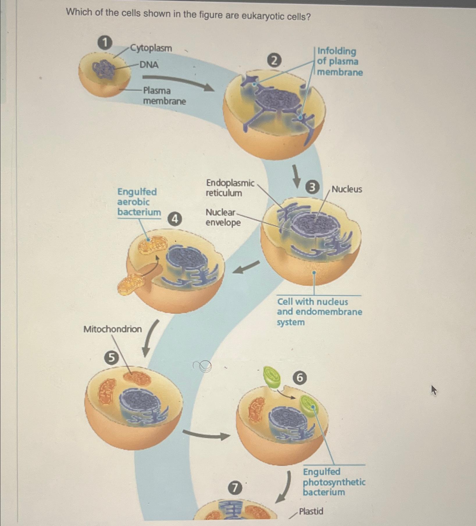 Solved Which of the cells shown in the figure are eukaryotic | Chegg.com