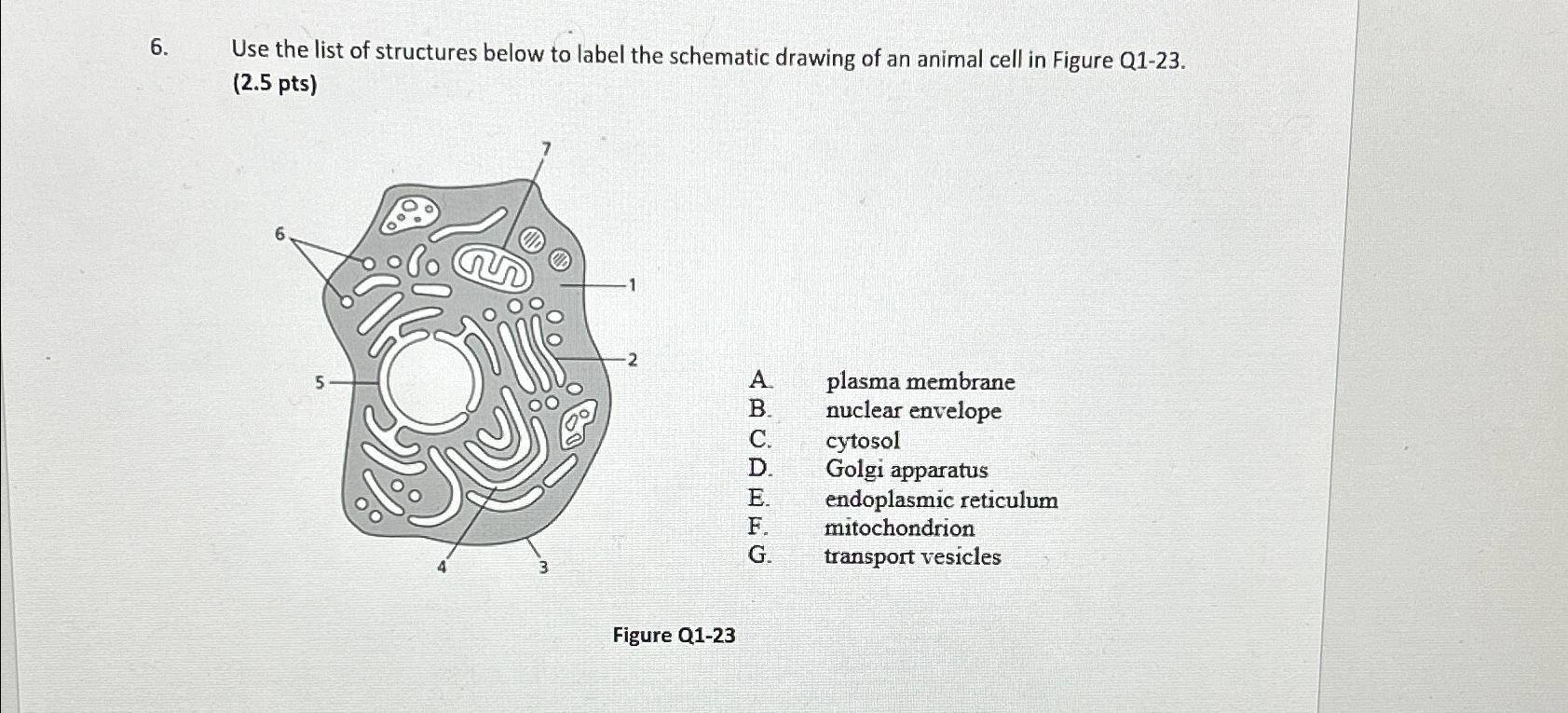 Solved Use the list of structures below to label the | Chegg.com
