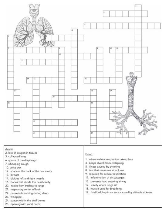 Solved Complete the following crossword discussing the | Chegg.com