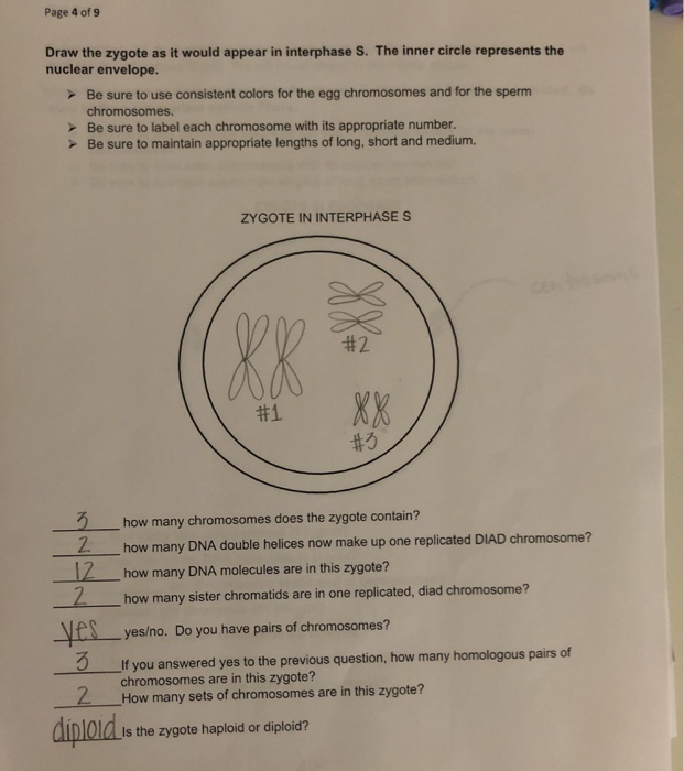 Solved Page 5 of 9 In Interphase G2, the cell grows and | Chegg.com