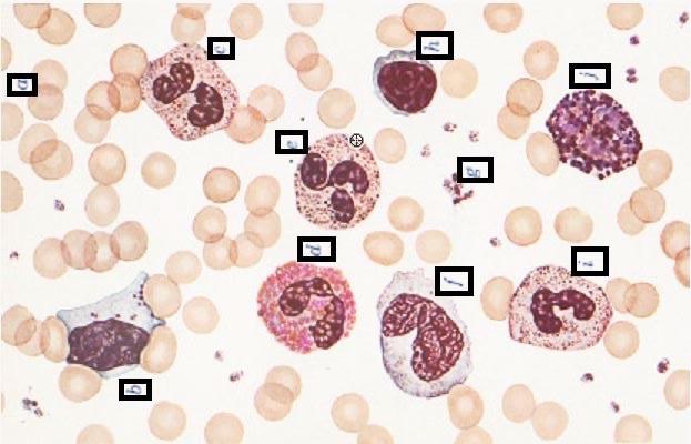 Solved Use the cells chart to circle and label the | Chegg.com