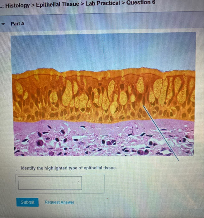 Solved Histology Epithelial Tissue Lab Practical