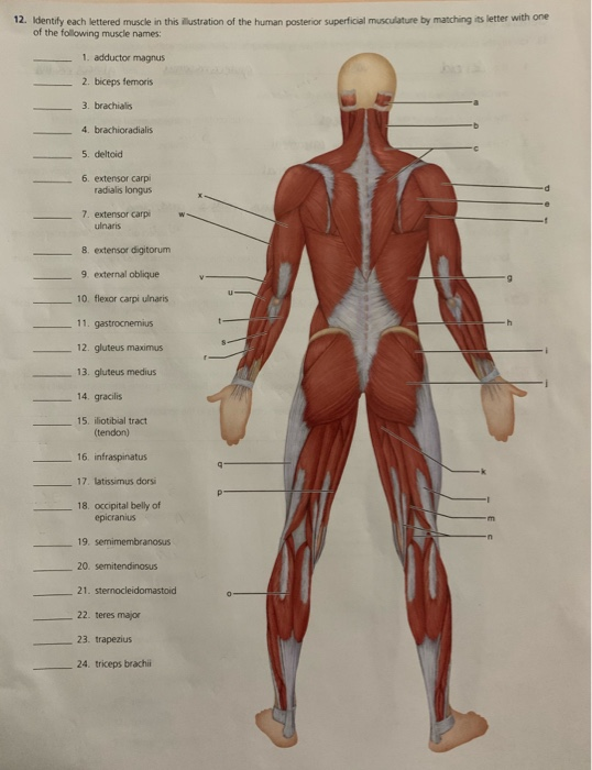 Solved 12 Identify Each Lettered Muscle In This Illustra Chegg Com