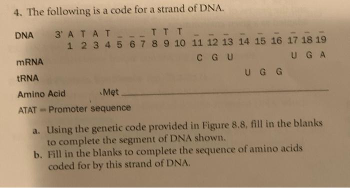Solved 4. The following is a code for a strand of DNA. Amino | Chegg.com