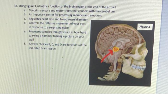 Solved 38. Using figure 3, identify a function of the brain | Chegg.com