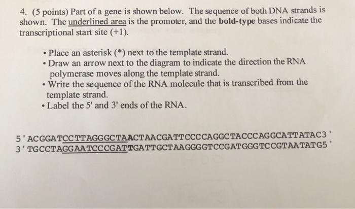 Solved 4. (5 points) Part of a gene is shown below. The | Chegg.com