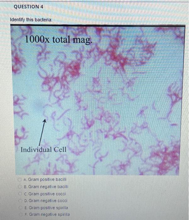 Solved A. Gram Positive Bacilli B. Gram Negative Bacili C. | Chegg.com