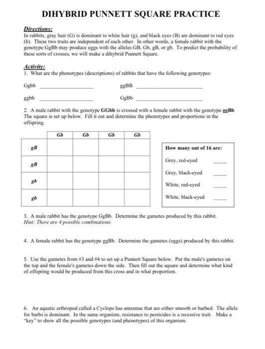 DIHYBRID PUNNETT SQUARE PRACTICE Directions: In | Chegg.com