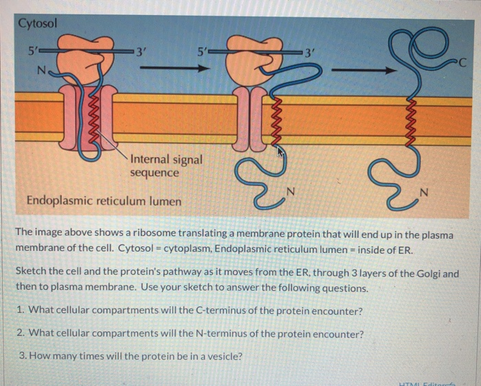 Solved Cytosol 5' 3' 5' 31 C N Gumi Internal signal