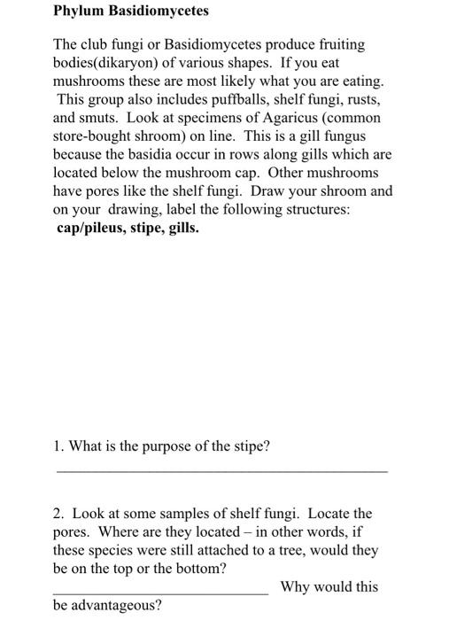 Phylum Basidiomycetes The Club Fungi Or Chegg Com