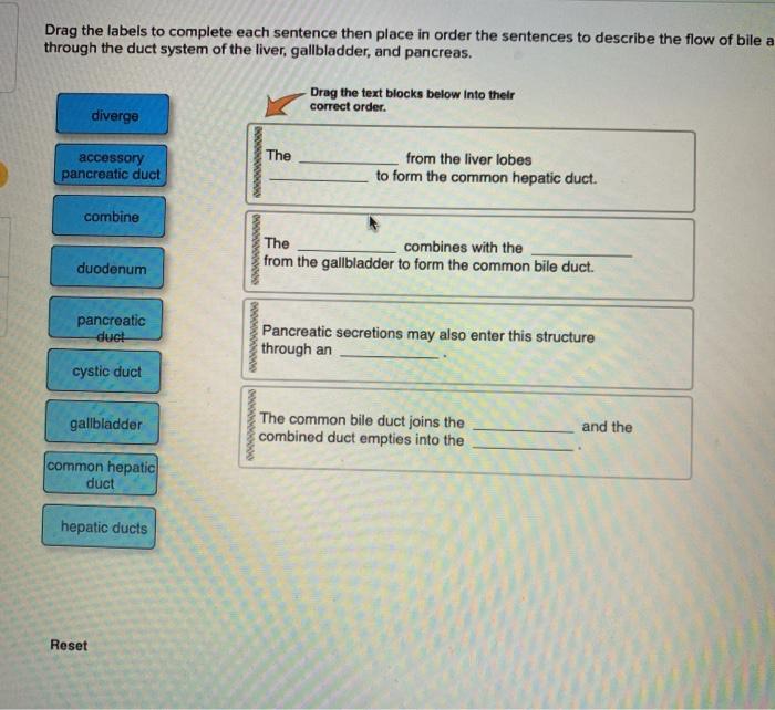Solved Drag the labels to complete each sentence then place