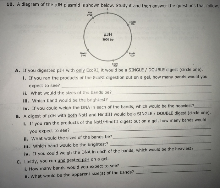 Solved 10 A Diagram Of The Pjh Plasmid Is Shown Below Chegg Com