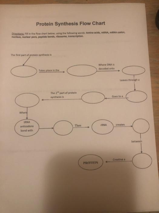 protein synthesis flow chart worksheet answers