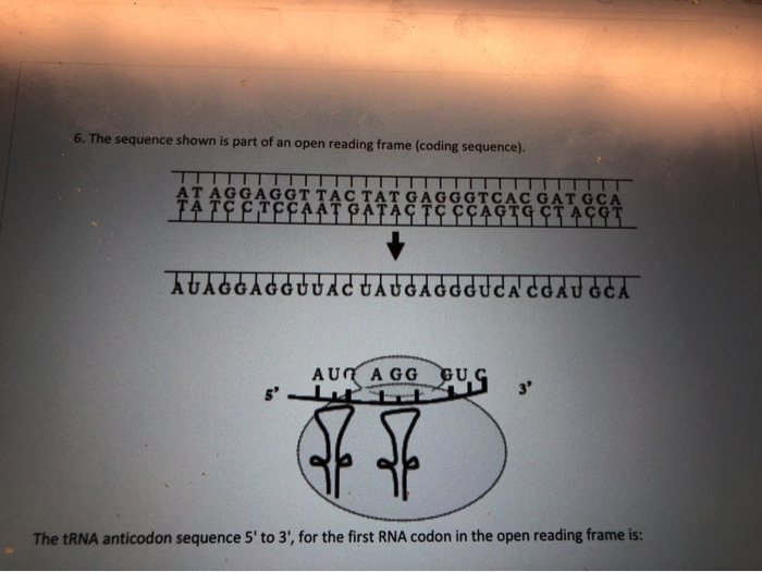 solved-6-the-sequence-shown-is-part-of-an-open-reading-chegg