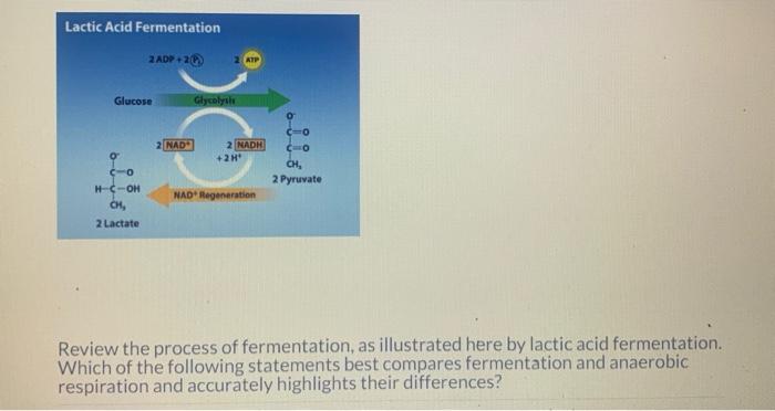Solved Review the process of fermentation, as illustrated | Chegg.com