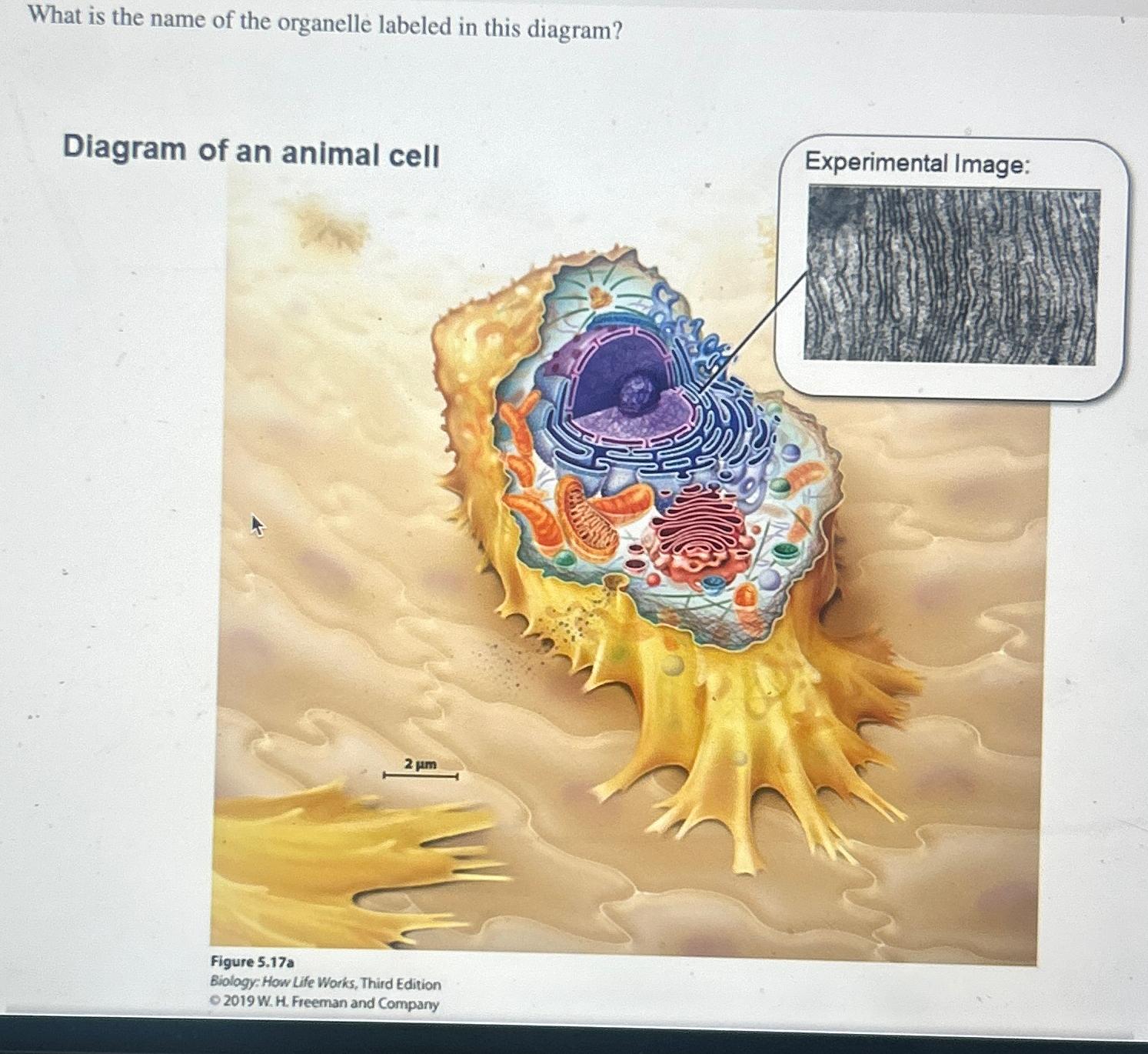 Solved What is the name of the organelle labeled in this | Chegg.com