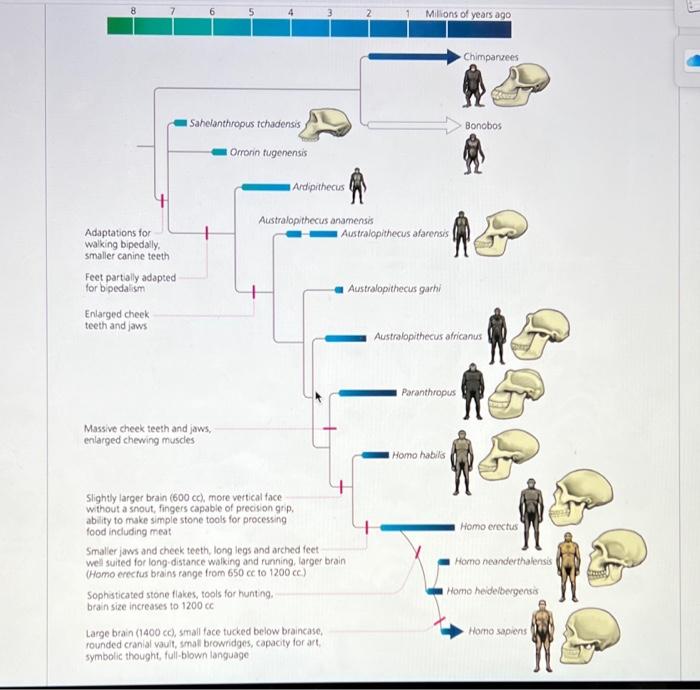 Solved Based on this tree, which genera, if any, are | Chegg.com