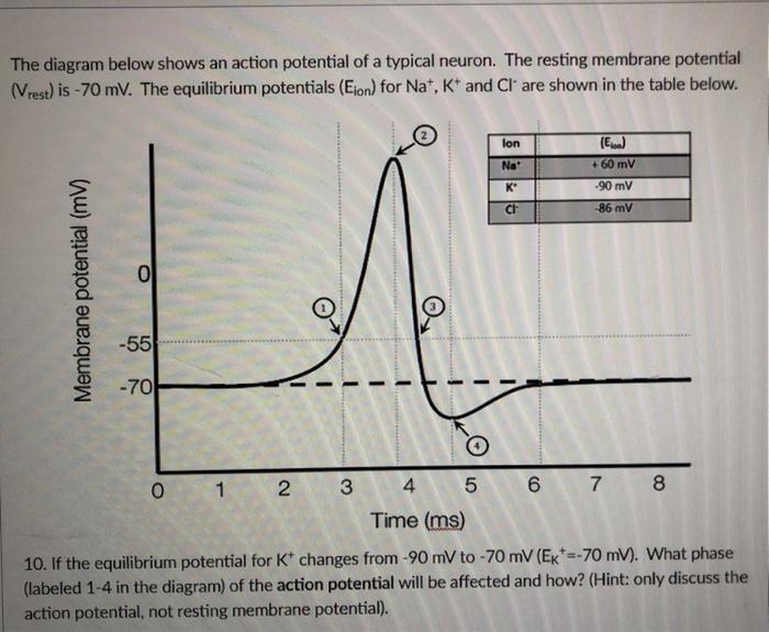 Solved The diagram below shows an action potential of a | Chegg.com