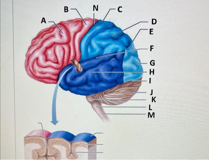 solved-a-b-n-c-d-e-fghly-m-k-chegg