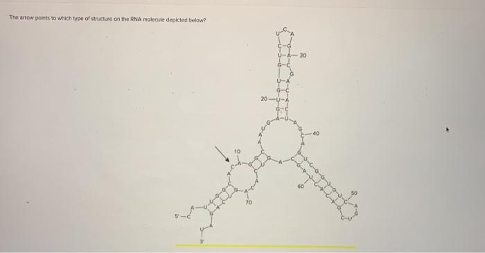 Solved The arrow points to which type of structure on the | Chegg.com