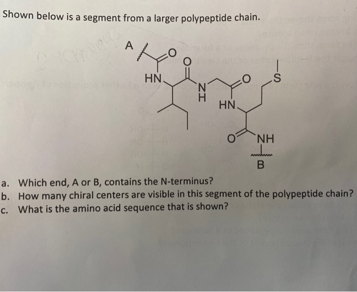 Solved Shown Below Is A Segment From A Larger Polypeptide | Chegg.com