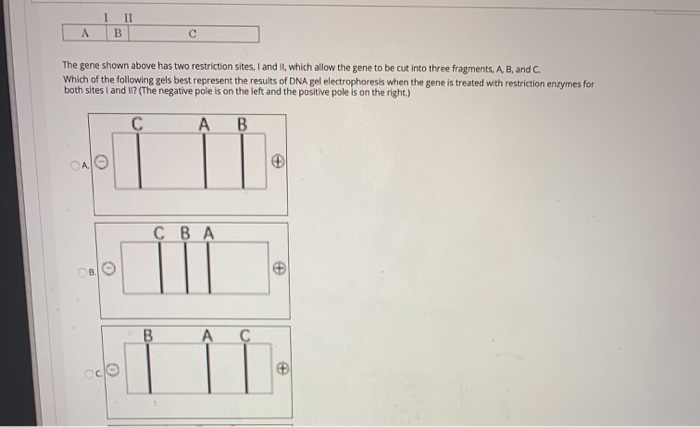 Solved II A B с The gene shown above has two restriction | Chegg.com