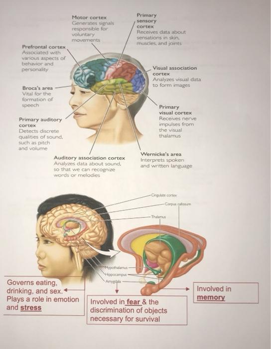 Solved Structures of the Brain Figuring Out The Brain | Chegg.com
