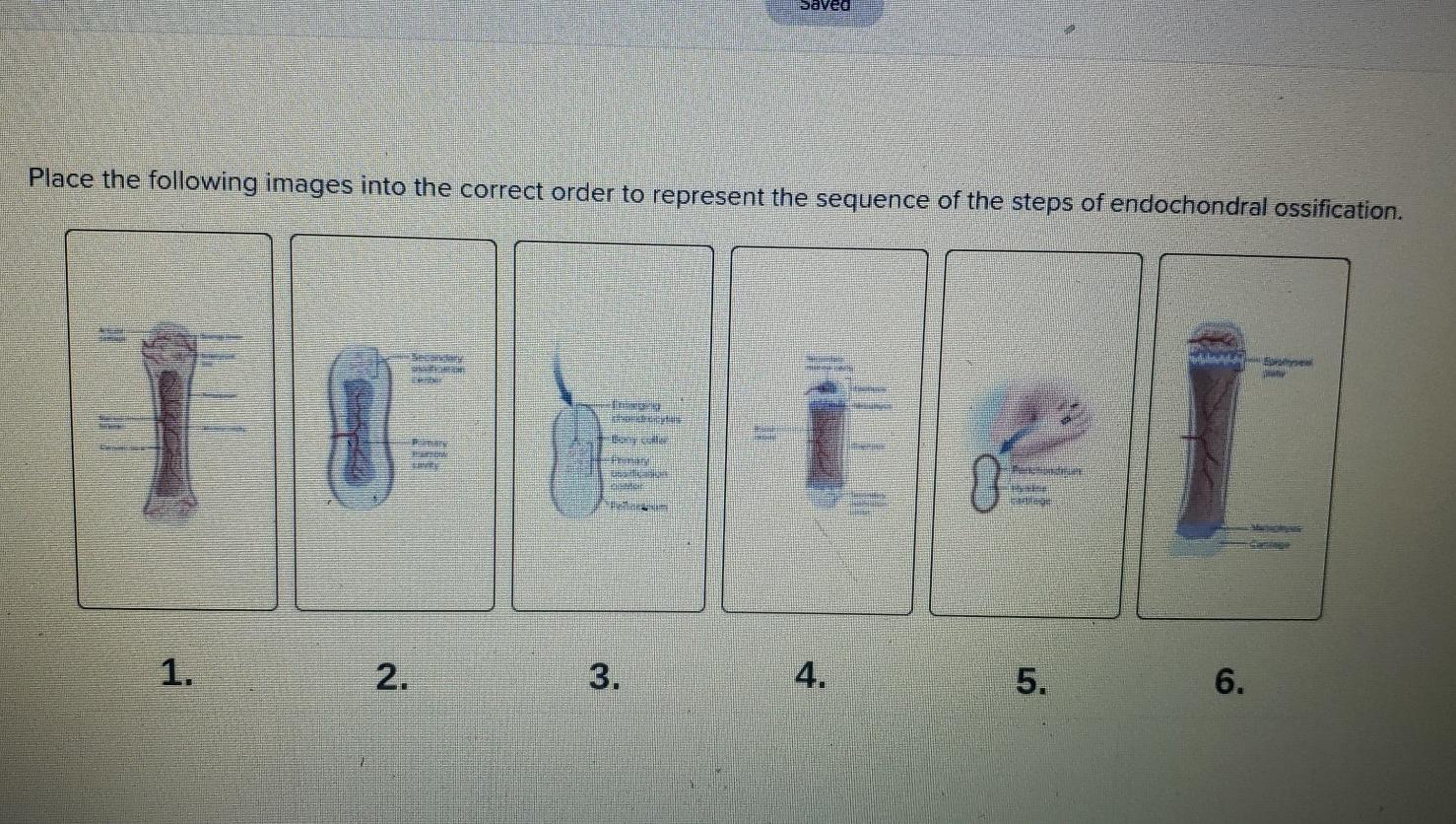 Solved eved Place the following images into the correct | Chegg.com