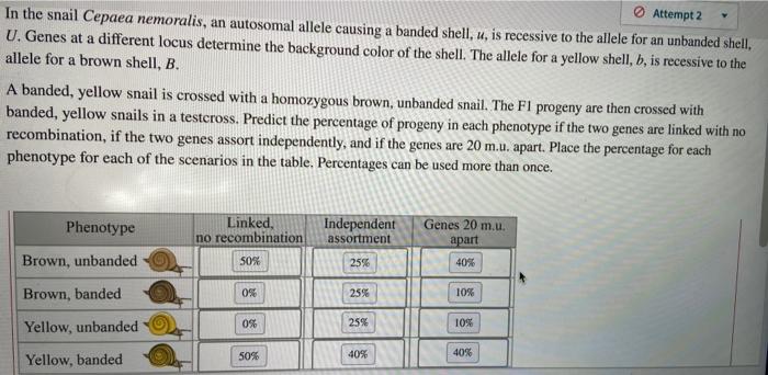 Attempt 2 In The Snail Cepaea Nemoralis, An Autosomal | Chegg.com