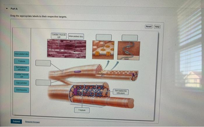 Part A Drag the appropriate labels to their respective targets. Reset Help Cardiac muscle Cell intercalled 2 Scopus retium Tu