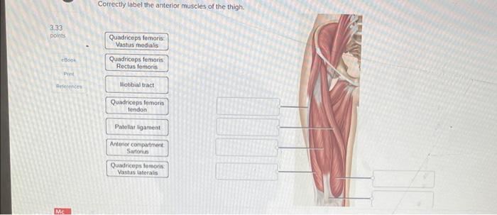 Solved Correctly label the anterior muscles of the thigh. | Chegg.com