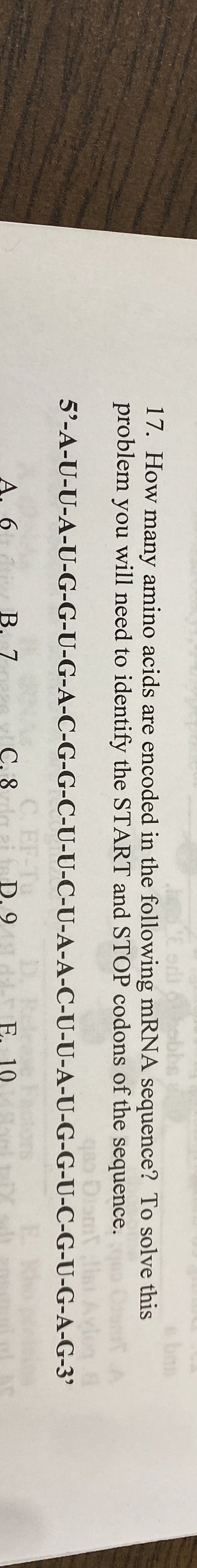 Solved How many amino acids are encoded in the following | Chegg.com