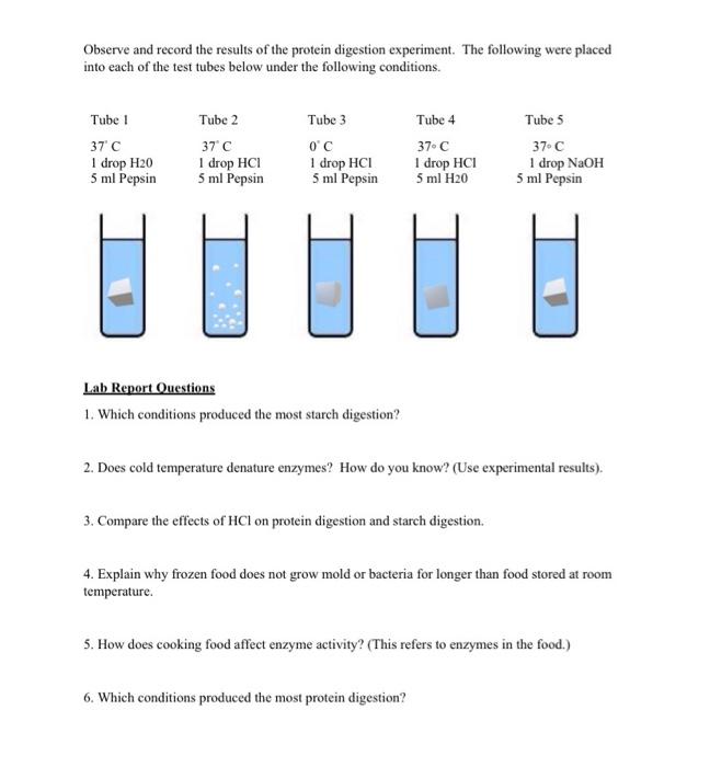 Solved Observe and record the results of the protein