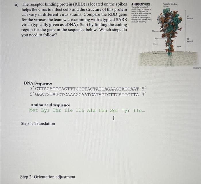 a) The receptor binding protein (RBD) is located on | Chegg.com
