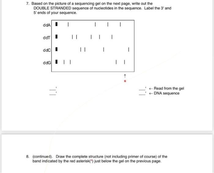 Solved 7. Based on the picture of a sequencing gel on the | Chegg.com
