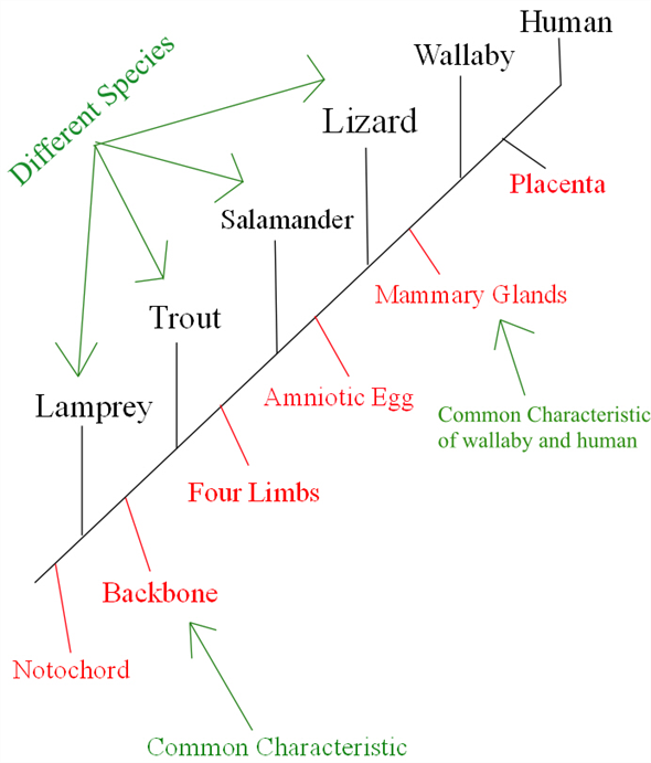 Solved: Refer to the following cladogram.Which animals have the ...