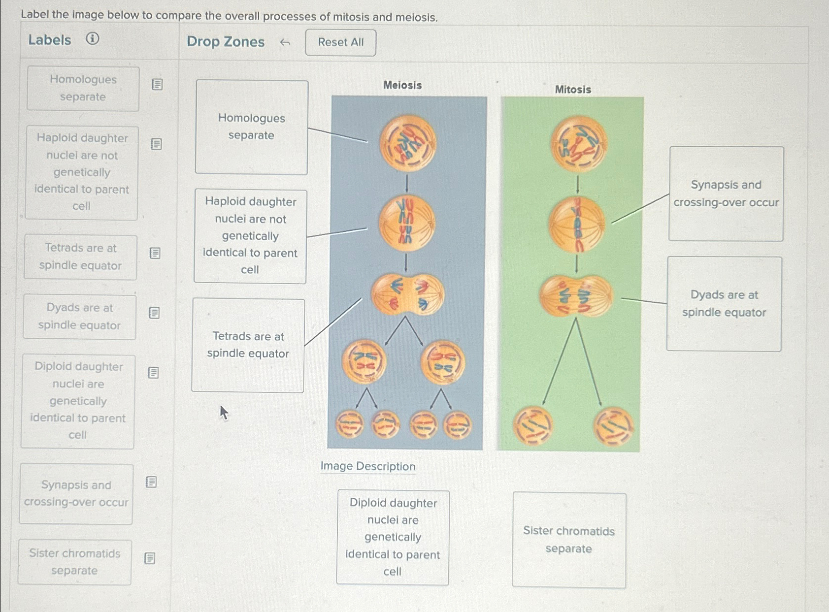 Solved Label the image below to compare the overall | Chegg.com