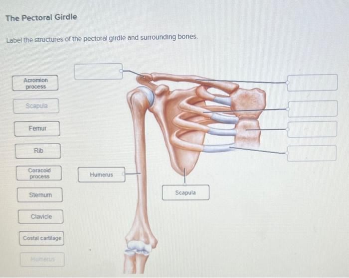 Solved The Pectoral Girdle Label the structures of the